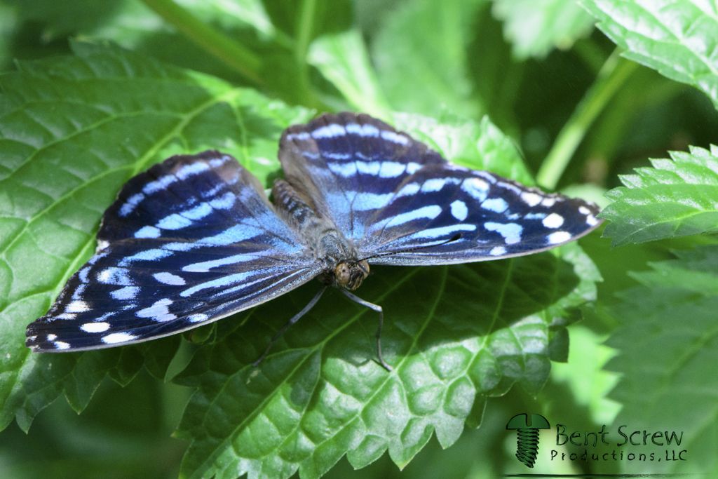 Butterfly - Mexican Bluewing